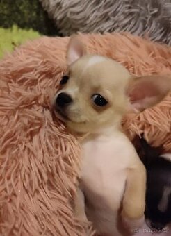 Čivava štěňátka s PP