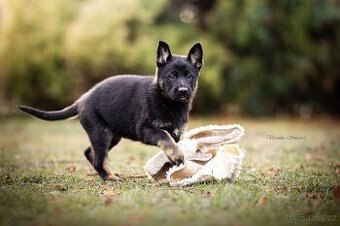 Německý ovčák- štěně s PP