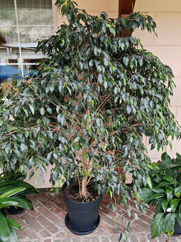 Ficus Benjamina 2x