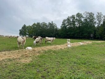 Hledáme farmáře pro regenerativní biofarmu