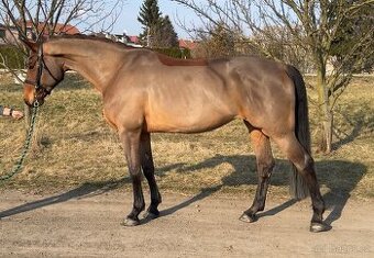 Jezdecká bezpečnostní vesta