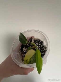 Philodendron Florida Beauty