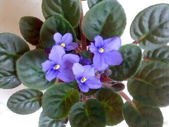 Africká fialka - Lila, jednoduchá - listy k zakořenění