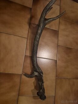 Jeleni shozy parozi rarita