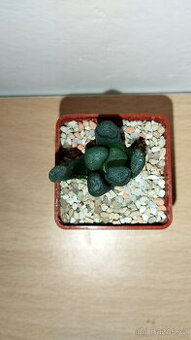 Haworthia Maughanii ( sukulent )