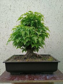 Bonsai javor ginnala - 1