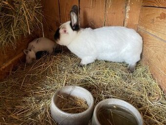 Králík- Samice s mláďaty