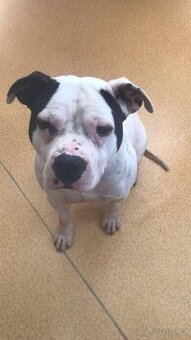 Prodám AMERICAN BULLY