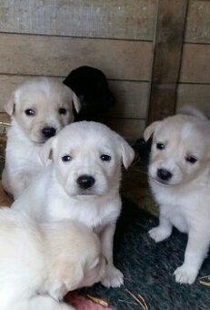 Labradorsky retrívr
