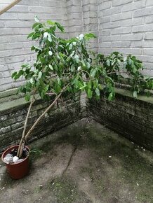 Ficus - 1