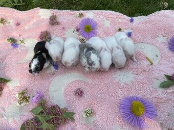 Zakrslí králíčci 🐰 lvíčci - 1