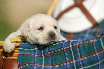 Labrador žlutá štěňata