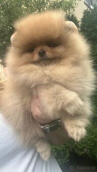 Pomeranian s pp FCI