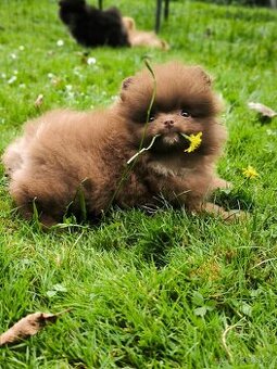 Pomeranian spitz