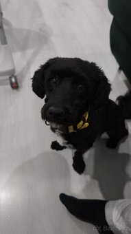Maltipoo