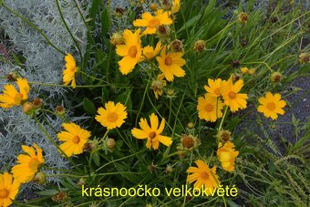 Trvalky, okrasné rostliny