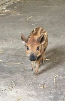 Čistokrevna Mangalice