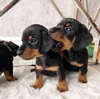 Jezevčík trpasličí hladkosrsty