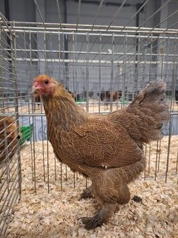 Zdr. Brahmánka modrá koroptví vlnitá