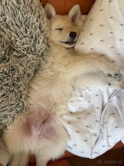 Švýcarský Ovčák