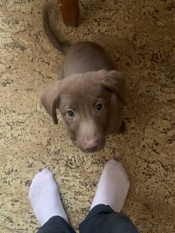 Labradorský Retrívr