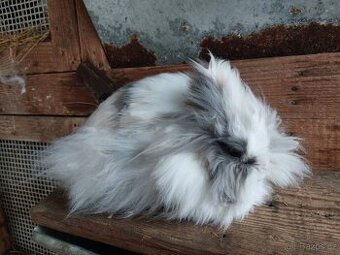 Zakrslý Králík - 1