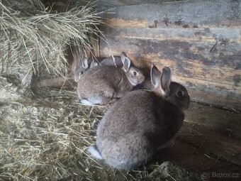 Králík divoký