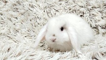 Zakrslý beránek, králíček, králík - LENNY