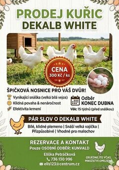 Kuřice Dekalb White