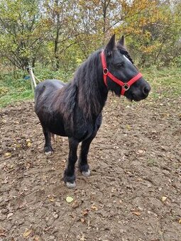 Pony kobylka