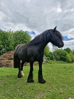 Pony kobylka - Irský cob
