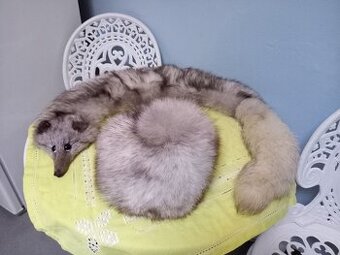 Čepice a límec stříbrná liška - 1