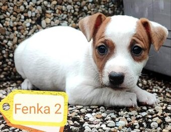 Jack Russel terier, kouzelná štěňátka