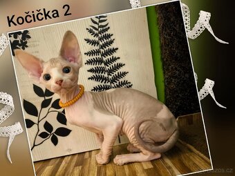 Kanadský sphynx koťátka k rezervaci - testována FeLV / FIV