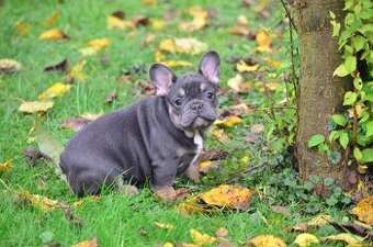 Francouzský buldoček s pp