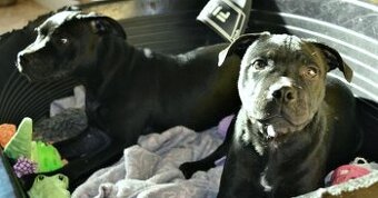 Stafordširský bulteriér s PP podledni chlapecek