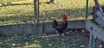 Prodám kohouta Maranska