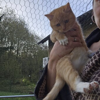 Koťátka od britské kočičky želvovinová a zrzek