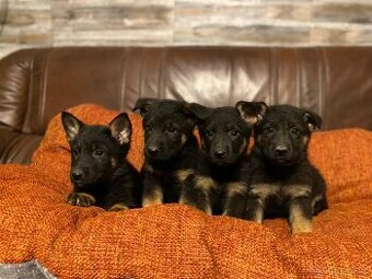 Německý ovčák s PP IKC