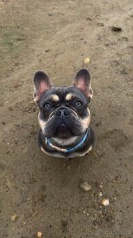 Francouzský buldoček KRYTÍ