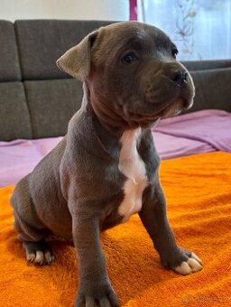 Americký Stafordširský Teriér