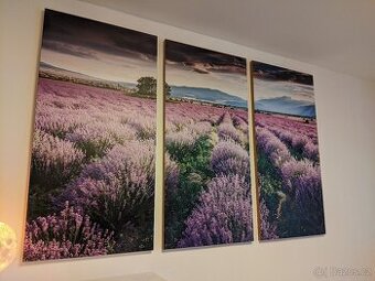 Troj obraz levandulové pole