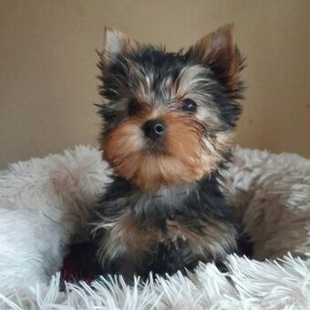 Jorkšírský teriér