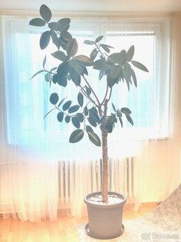 Ficus elastica 245 cm gumovnik, strom, kmen