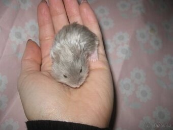 Křeček SATÉNOVÝ Campbell čistokrevný - Brno, Břeclav, Kúty