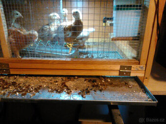 Odchovna pro kuřátka