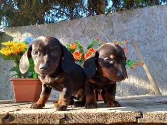 Jezevčík trpasličí