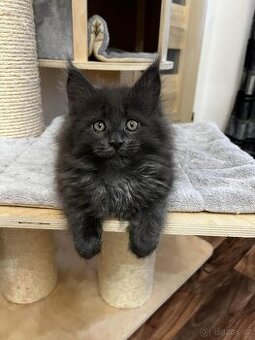 Kotě Mainská mývalí koťátka