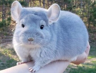 Pár cincil vzácných barevných mutací