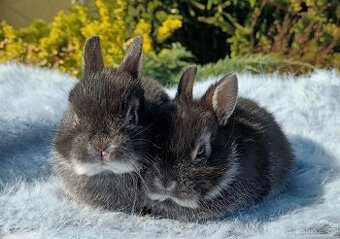 zakrslí králíčci - plemeno bílopesíkatý černý